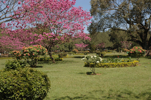cubbon park, bangalore city, india