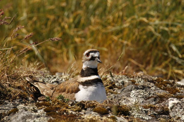 istock One Killdeer shorebird sitting on a nest on the ground 1397456880