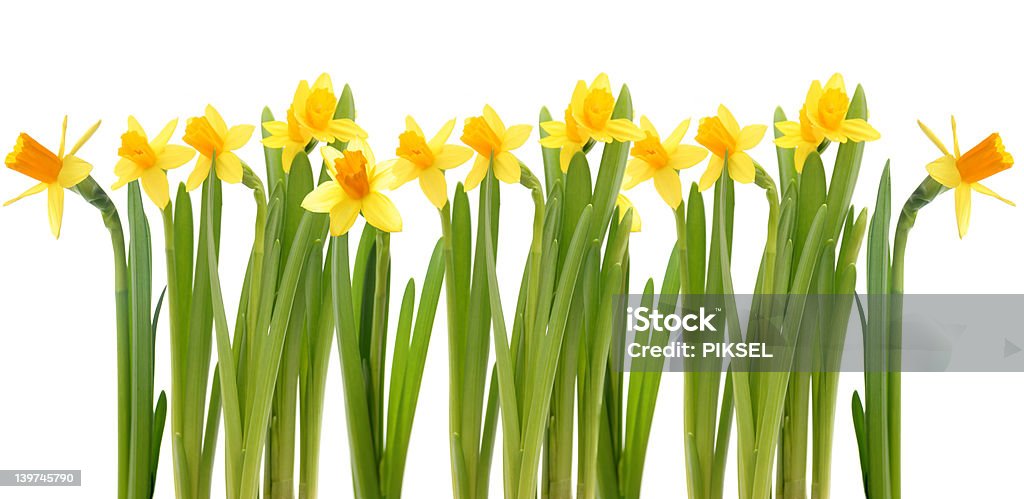 Narzissen - Lizenzfrei Blume Stock-Foto