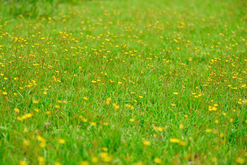 close-up of blooming flowers in meadow at spring