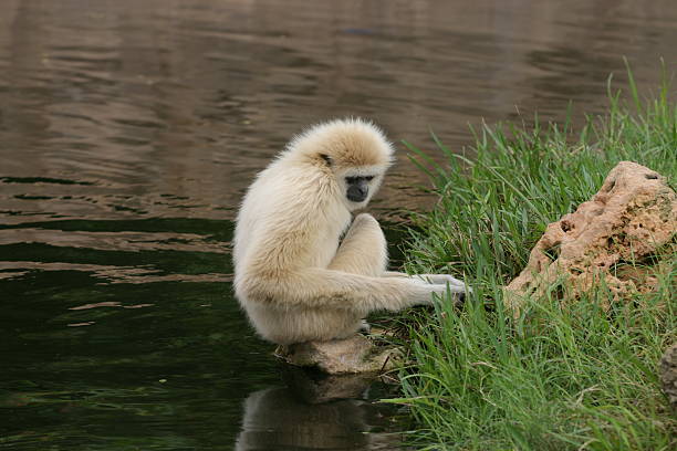 White Monkey Stock Photo - Download Image Now - Contemplation