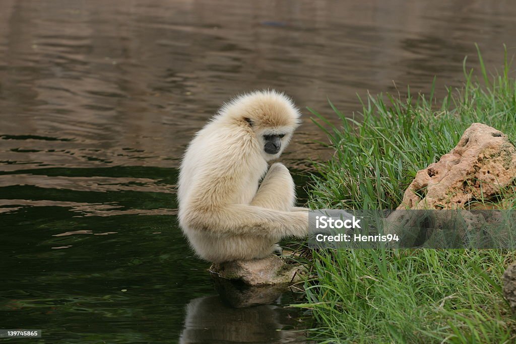 Foto de Macaco Branco e mais fotos de stock de Agachando-se - Agachando-se,  Branco, Contemplação - iStock