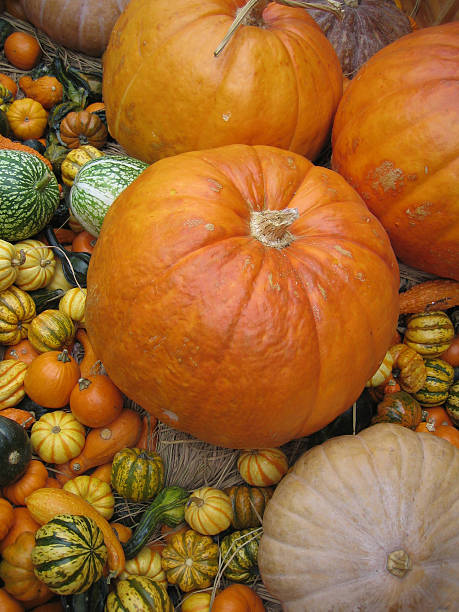 pumpkins stock photo