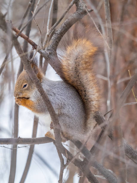 istock The squirrel with nut sits on tree in the winter or late autumn. 1397459033