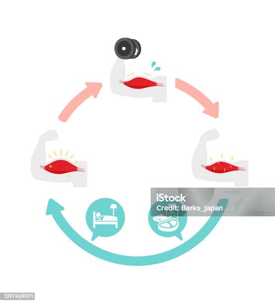 Muscle Loop Growing Mechanism Of Muscle Growth Stock Illustration - Download Image Now - iStock