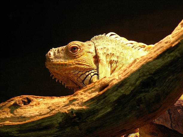 Iguana looking Iguana looking hoplocercidae stock pictures, royalty-free photos & images