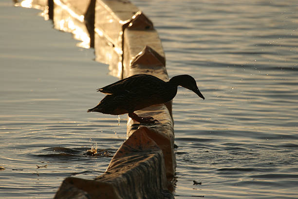 Seminole Duck stock photo