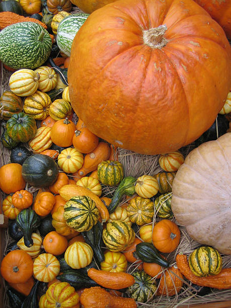 pumpkins stock photo