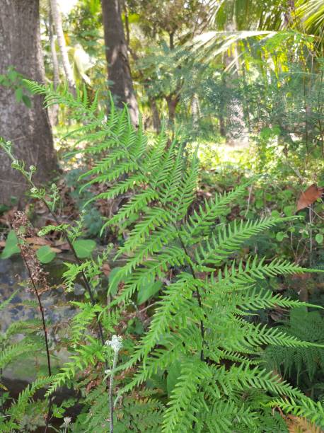 istock Beautiful fresh leaves from the plant 1397460588