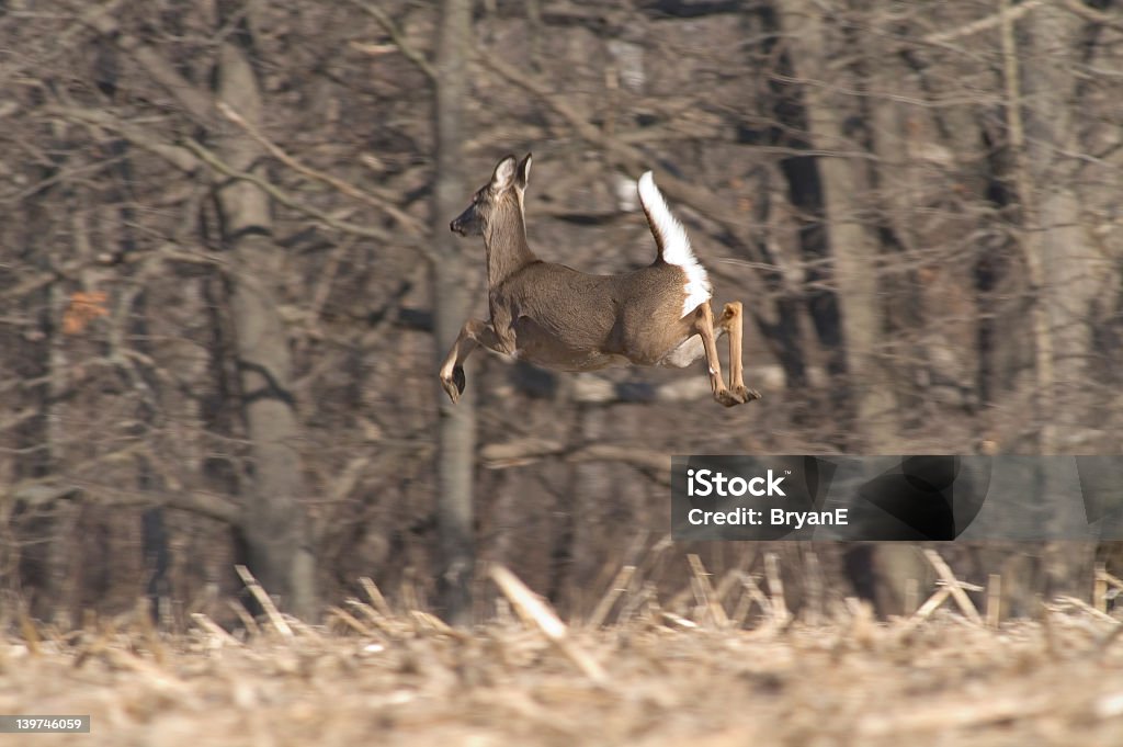 Whitetail Deer hembra - Foto de stock de Ciervo libre de derechos