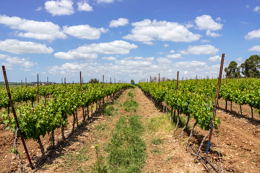 Vineyard on a sunny day, young shoots of grapes on green vineyards. Israel