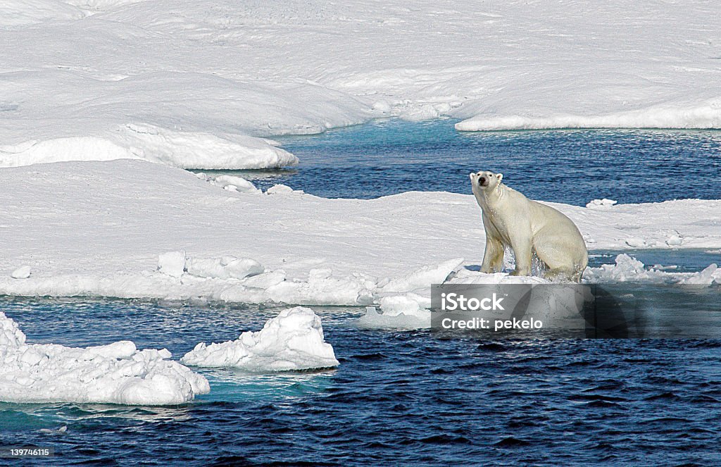 Orso polare - Foto stock royalty-free di Ambientazione esterna