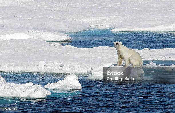 Orso Polare - Fotografie stock e altre immagini di Ambientazione esterna - Ambientazione esterna, Animale, Bagnato