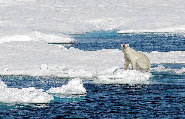 istock Polar bear sits on iceberg looking at camera 139746115