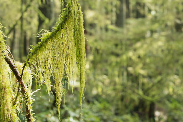 Branch with hanging moss and defocused forest foliage. Cat's tail moss, reed mace or sothecium myosuroide. Forest background. Defocused tall trees with dapples of light. North Vancouver, BC. hanging moss stock pictures, royalty-free photos & images