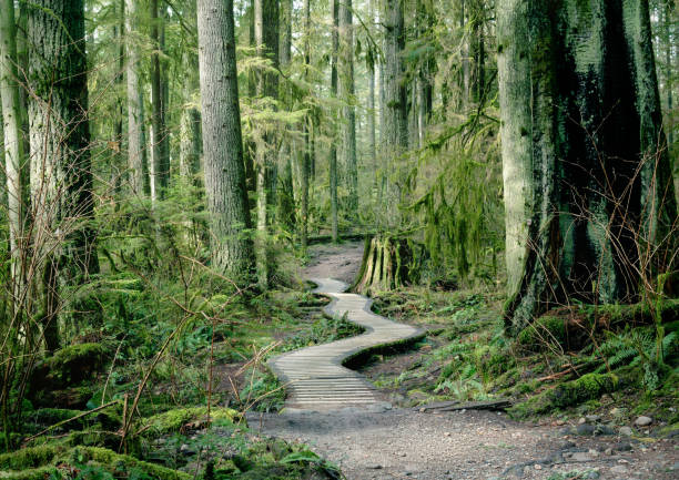 Wooden hiking trail in forest of North Vancouver, BC, Canada. stock photo