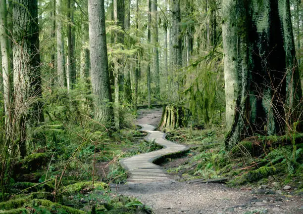 Photo of Wooden hiking trail in forest of North Vancouver, BC, Canada.
