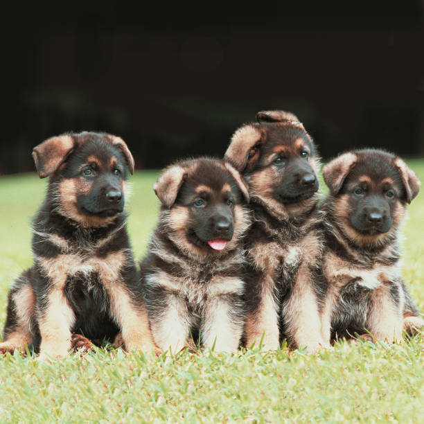 Quatre Berger allemand grillée - Photo