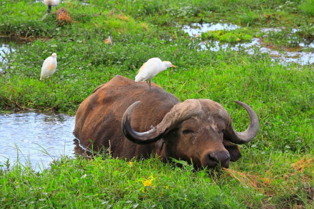 istock African Buffalo  Or Syncerus caffer 1397462359