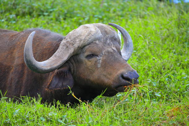 istock African Buffalo  Or Syncerus caffer 1397462360