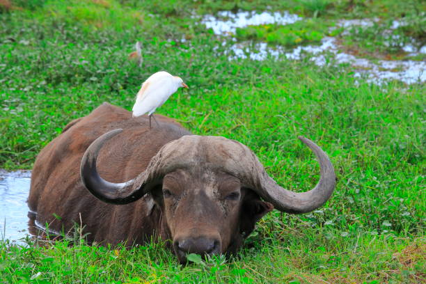 istock African Buffalo  Or Syncerus caffer 1397462369