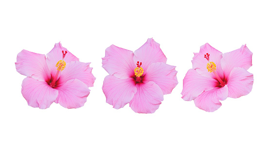 beautiful blossom pink hibiscus flower isolated on white background including clipping path, easy to remove background
