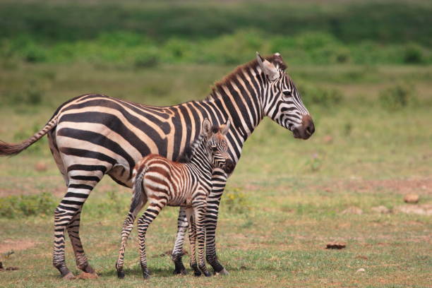 istock Plains Zebra  or Equus quagga 1397462924
