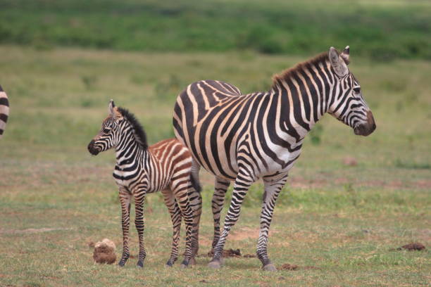 istock Plains Zebra  or Equus quagga 1397462945
