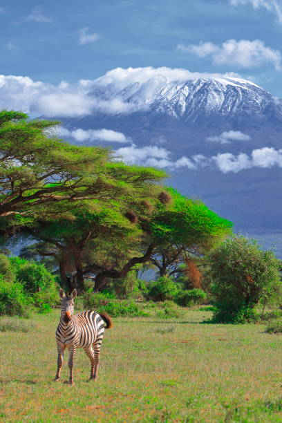 istock Plains Zebra  or Equus quagga 1397462982