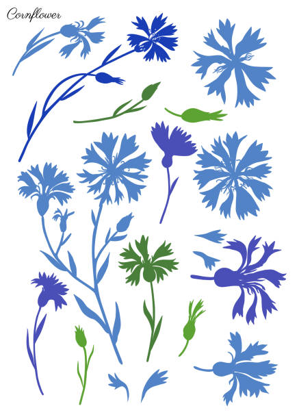 dekoratives kornblumen-set, knapweed-vektor-handgezeichnete illustration isoliert auf weißer, bunter blume, knospe, blattkritzelskizze, centaurea botanische kräutersilhouette für design-kräutertee, kosmetische - kornblume stock-grafiken, -clipart, -cartoons und -symbole