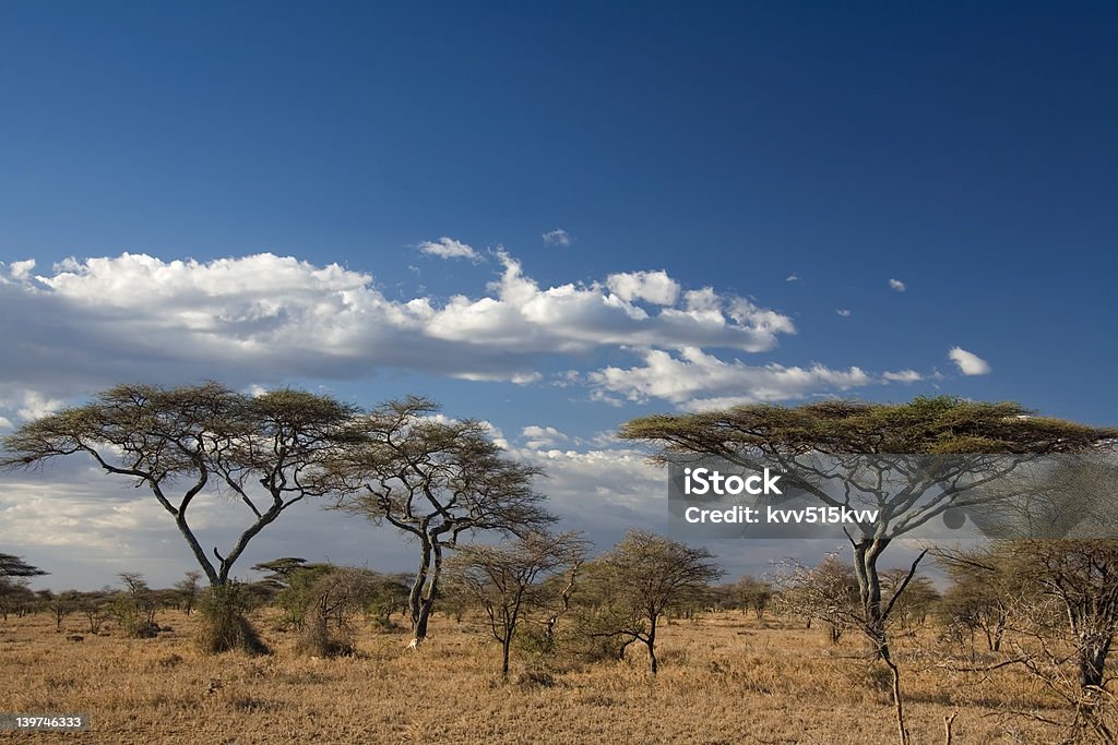 africa landscape 023 serengeti africa landscape 023 serengeti. Acacia Tree Stock Photo