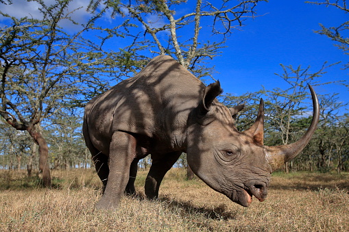 Portrait of a black rhinoceros grassing in the bush of Old Pajeta game reserve in Kenya