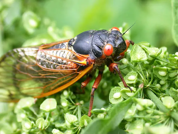 Cicada singing on a plant.