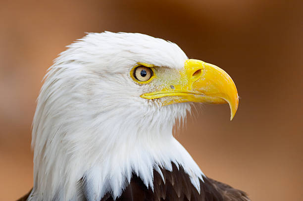 Auffällige Adler Porträt ��– Foto