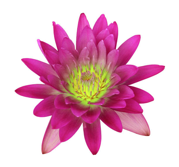 istock lotus flower isolated on white background 1397464242