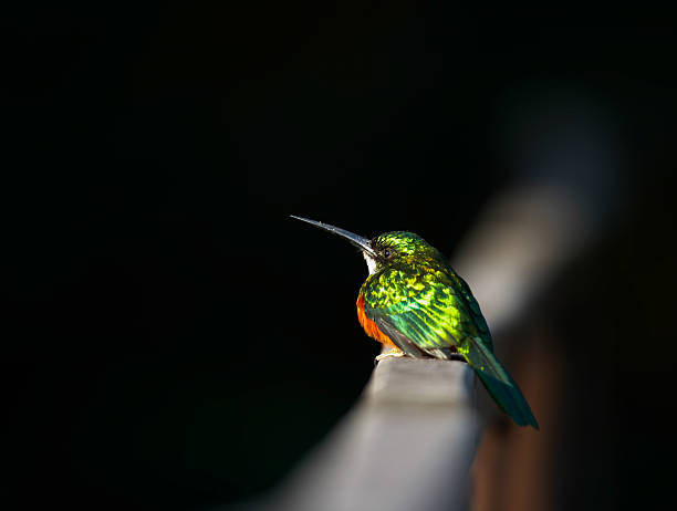 Kleine exotische Vogel, Pantanal, Brasilien – Foto