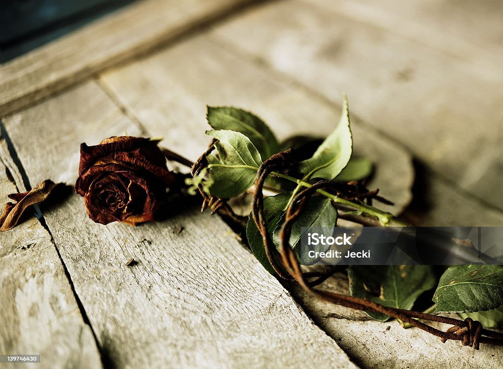 dead rose in Filo spinato - Foto stock royalty-free di Filo spinato