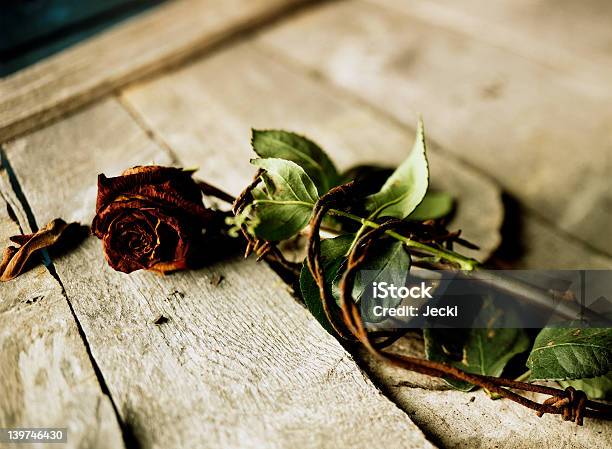 Dead Rose In Filo Spinato - Fotografie stock e altre immagini di Filo spinato - Filo spinato, Fiore, Legato