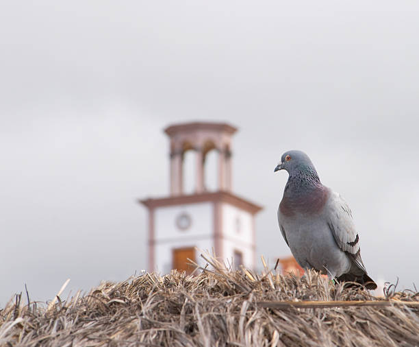 Pigeon Blick auf die Uhr auf das Gebäude – Foto