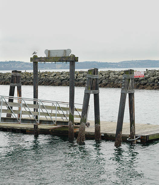 чайка на пристань - sailboat pier bridge storm стоковые фото и изображения