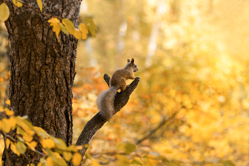 Squirrel sits on a branch in the autumn forest and looks away. Autumn landscape