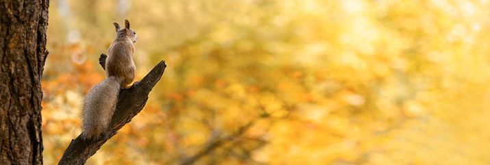 Squirrel sits on a branch in the autumn forest and looks away. Autumn landscape. Banner