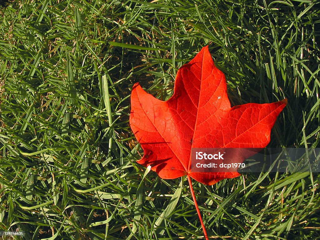 Leaf on Grass a leaf on the grass Autumn Stock Photo