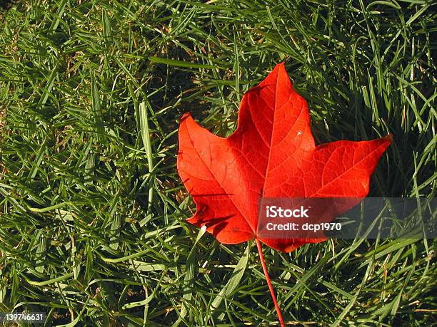 Leaf On Grass Stock Photo - Download Image Now - Autumn, Contrasts, Grass