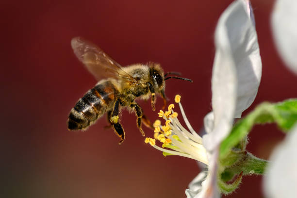 istock Close Honey bee collecting pollen from apple tree blossom 1397466904