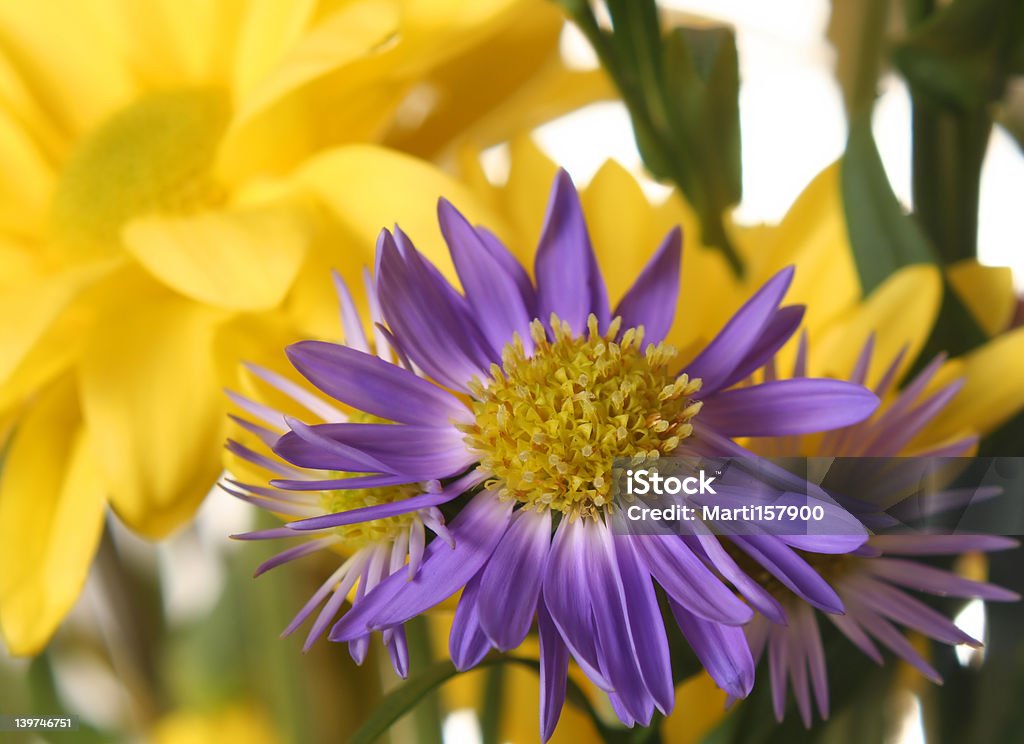 연두빛 꽃 - 로열티 프리 가까운 스톡 사진