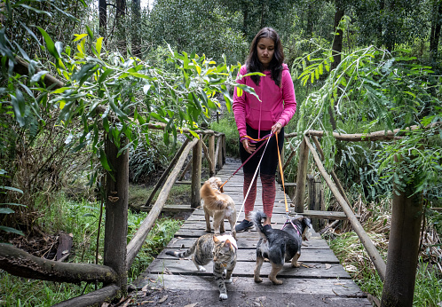 Teenage girl walking two dogs and a cat on their leashes through a forest crossing a bridge
