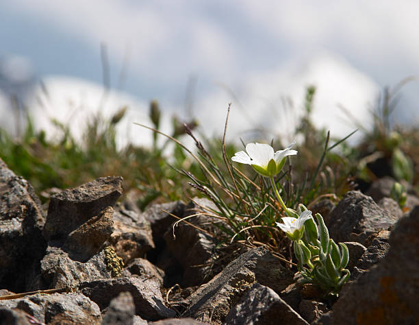 Kleine Weiße Blume vor Schnee-Berge – Foto