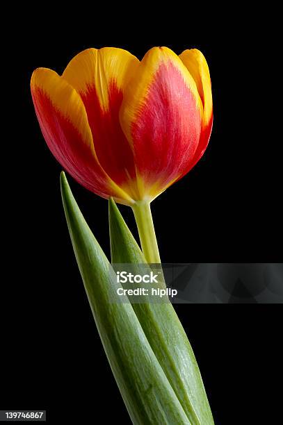 Tulipán Primavera Aislado Sobre Negro Foto de stock y más banco de imágenes de Amarillo - Color - Amarillo - Color, Amor - Sentimiento, Belleza