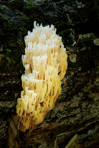 natura della bielorussia - funghi cornuti che crescono nella foresta. - coral fungus foto e immagini stock
